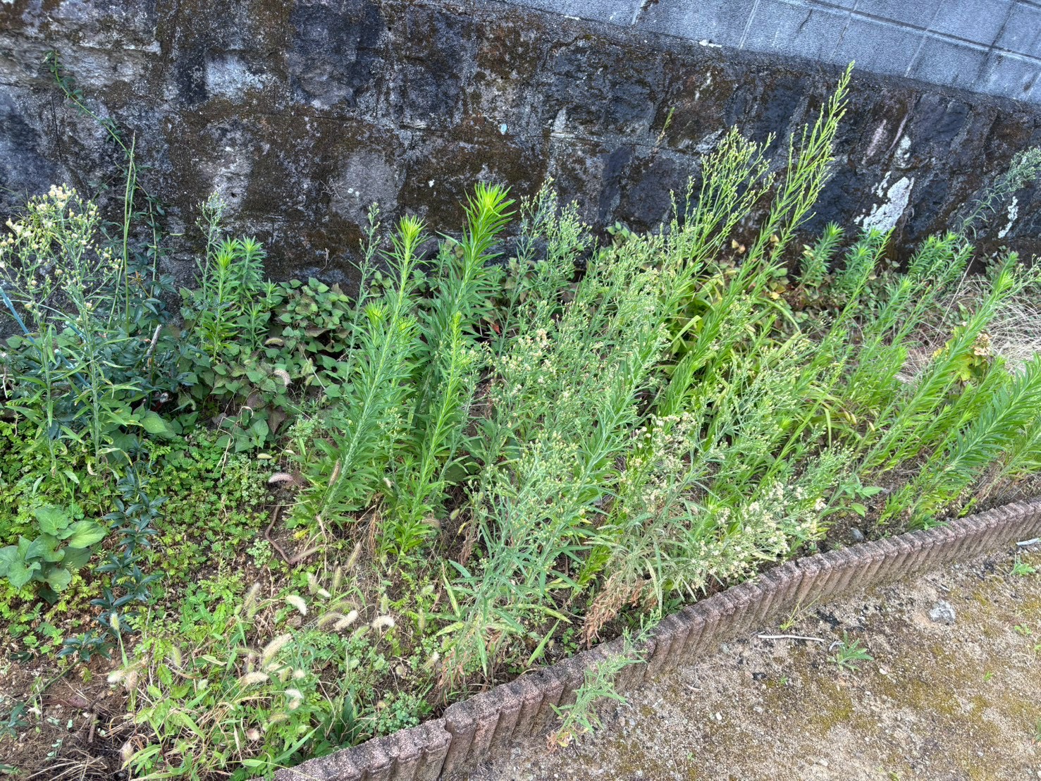 雲仙市での草刈り作業